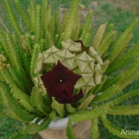 Boucerosia umbellata (Haw.) Wight & Arn.